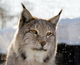 lynx
